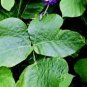 80 Pcs Kudzu seeds Pueraria tuberosa