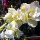 2 Pcs 'Chizi' Adenium Whitish Transparant Double Flowers