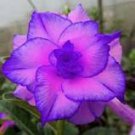 2 Pcs 'QIYU' Adenium Light Purple Double Petals with Few White Color Flowers