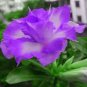 2 Pcs 'QIYU' Adenium Light Purple Double Petals with Few White Color Flowers