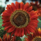 Sunset Rust Red Sunflowers F1 Seeds