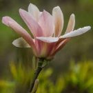 2 Pcs Adenium 'Yulan magnolia' Types Pink Semidouble Petals Flowers 2 Pcs Adenium 'Yulan magnolia' Types Pink Semidouble Petals Flowers