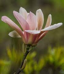 2 Pcs Adenium 'Yulan magnolia' Types Pink Semidouble Petals Flowers