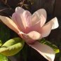 2 Pcs Adenium 'Yulan magnolia' Types Pink Semidouble Petals Flowers