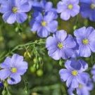100 Pcs Giant Dark Blue & Light Blue Flax Linum Usitatissimum