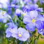100 Pcs Giant Dark Blue & Light Blue Flax Linum Usitatissimum