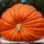 10 Pcs USA Giant Pumpkin Seeds