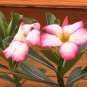 2 Pcs 'Pink Lover' Water Pink White Desert Rose Adenium with rose pink edge