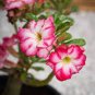 2 Pcs 'Pink Lover' Water Pink White Desert Rose Adenium with rose pink edge