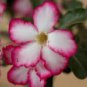 2 Pcs 'Pink Lover' Water Pink White Desert Rose Adenium with rose pink edge