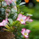 2 Pcs 'Cyclone' Double Adenium Desert Rose 2 Pcs 'Cyclone' Double Adenium Desert Rose
