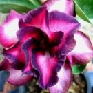 2 Pcs Tri-color Double Adenium