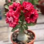 2 Pcs Tri-color Double Adenium