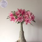 2 Pcs 'Feng Wu' Double Adenium Desert Rose 2 Pcs 'Feng Wu' Double Adenium Desert Rose