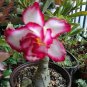 2 Pcs 'Feng Wu' Double Adenium Desert Rose