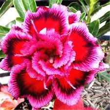 2 Pcs Mixed 2 types of Adenium Desert Rose