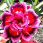 2 Pcs Mixed 2 types of Adenium Desert Rose