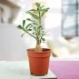 2 Pcs Mixed 2 types of Adenium Desert Rose