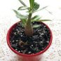 2 Pcs Mixed 2 types of Adenium Desert Rose