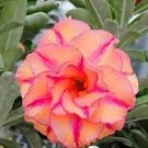 2 Pcs Four-color Double Adenium Desert Rose