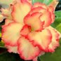 2 Pcs Four-color Double Adenium Desert Rose