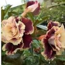2 Pcs 'Golden Years' Double Desert Rose Adenium
