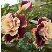 2 Pcs 'Golden Years' Double Desert Rose Adenium