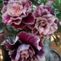 2 Pcs 'Golden Years' Double Desert Rose Adenium