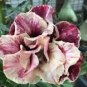 2 Pcs 'Golden Years' Double Desert Rose Adenium