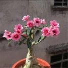 2 Pcs 2-layer Dark Red Adenium