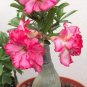 2 Pcs 2-layer Dark Red Adenium