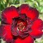 2 Pcs 2-layer Dark Red Adenium