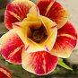 2 Pcs 4-layer Red Yellow Adenium