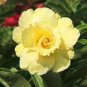 2 Pcs Heirloom Rose Shaped Adenium Yellow Desert Rose