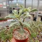 2 Pcs Yellow Adeniu mRed Stripe Desert Rose