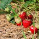 100 Pcs Pikan Strawberry Seeds