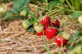100 Pcs Pikan Strawberry Seeds