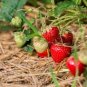 100 Pcs Pikan Strawberry Seeds