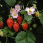 100 Pcs Pikan Strawberry Seeds