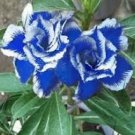 2 Pcs Rare Blue White Desert Rose Adenium