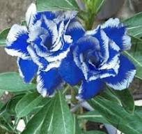 2 Pcs Rare Blue White Desert Rose Adenium