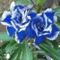 2 Pcs Rare Blue White Desert Rose Adenium