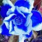 2 Pcs Rare Blue White Desert Rose Adenium