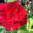 2 Pcs 'Dragon Siam' Dark Red Desert Rose Adenium Obesum Seeds 2 Pcs 'Dragon Siam' Dark Red Desert Rose Adenium Obesum Seeds
