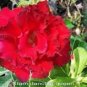 2 Pcs 'Dragon Siam' Dark Red Desert Rose Adenium Obesum Seeds