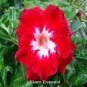 2 Pcs 'Dragon Siam' Dark Red Desert Rose Adenium Obesum Seeds