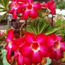 2 Pcs 'Qunju' Fresh Red Cluster of Desert Rose