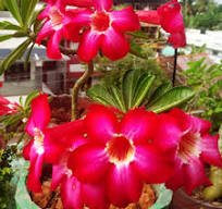 2 Pcs 'Qunju' Fresh Red Cluster of Desert Rose