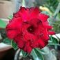 2 Pcs 'Qunju' Fresh Red Cluster of Desert Rose
