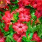 2 Pcs 'Qunju' Fresh Red Cluster of Desert Rose